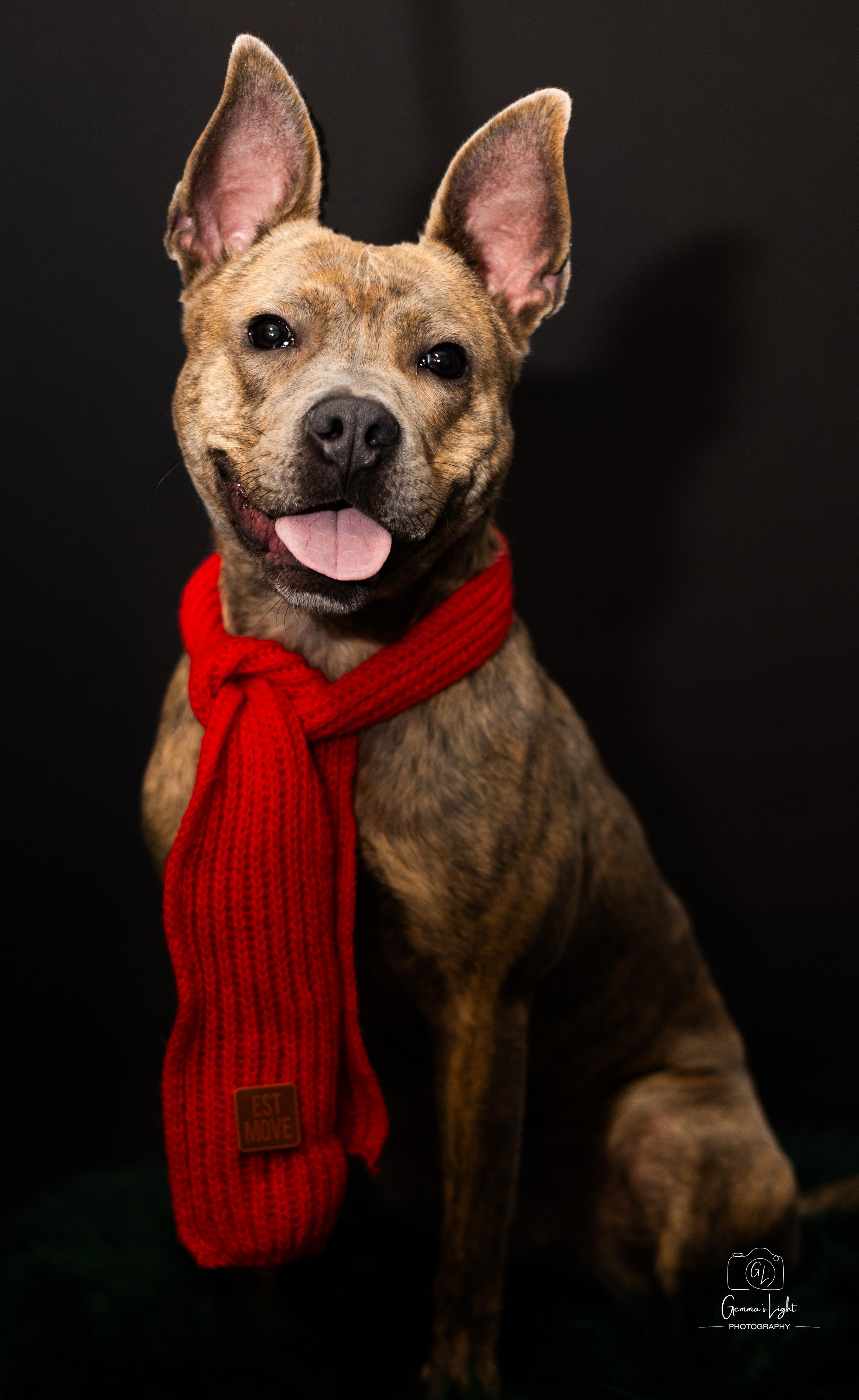 Enlarge Oliver, a Adoptable mixed breed in Cleveland, OH image 1/6