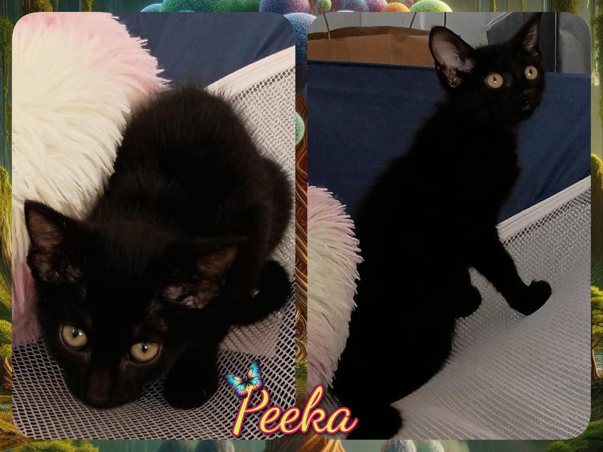 Peeka, Baby Female unknown