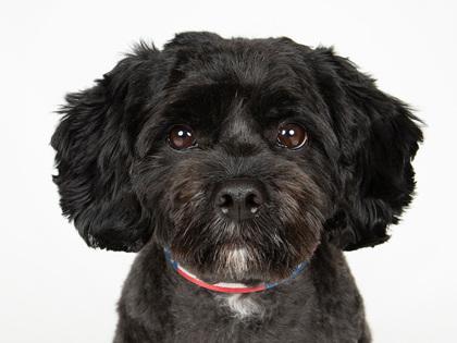 Enlarge Roo, a Adoptable mixed breed in Longmont, CO image 1/3