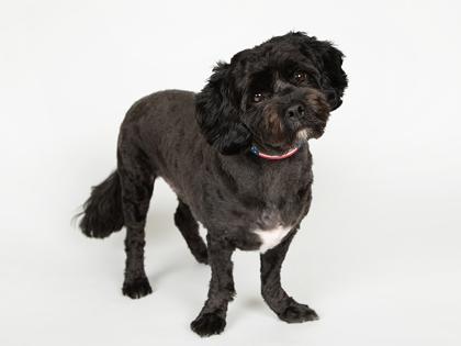 Enlarge Roo, a Adoptable mixed breed in Longmont, CO image 2/3