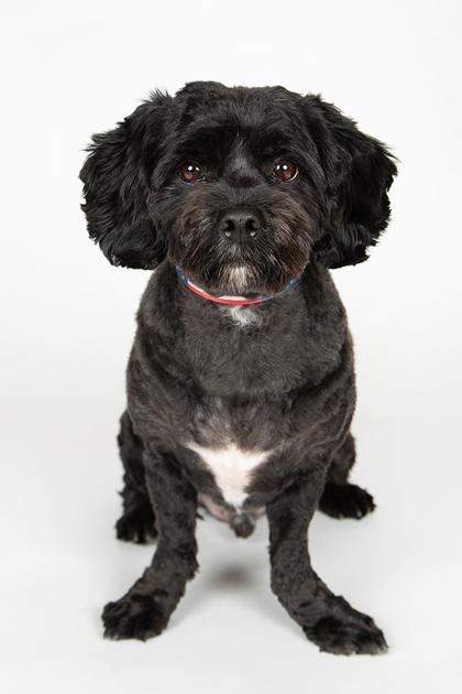 Enlarge Roo, a Adoptable mixed breed in Longmont, CO image 3/3