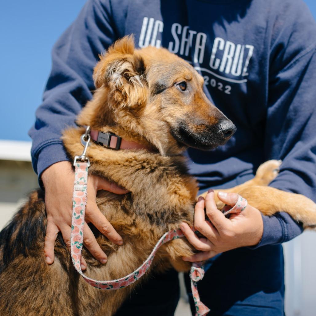 Hallie, a Adoptable Dutch Shepherd in Pacifica, CA image 1/5