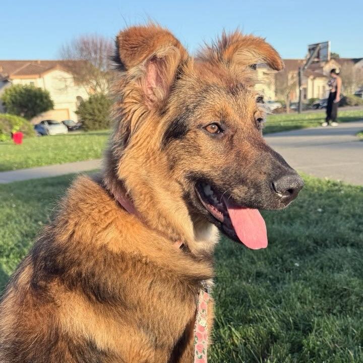 Hallie, a Adoptable Dutch Shepherd in Pacifica, CA image 2/5