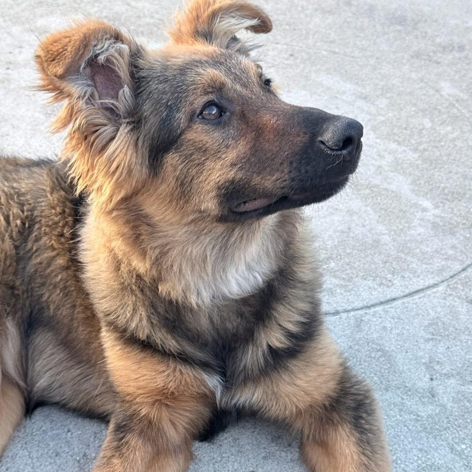 Hallie, a Adoptable Dutch Shepherd in Pacifica, CA image 3/5