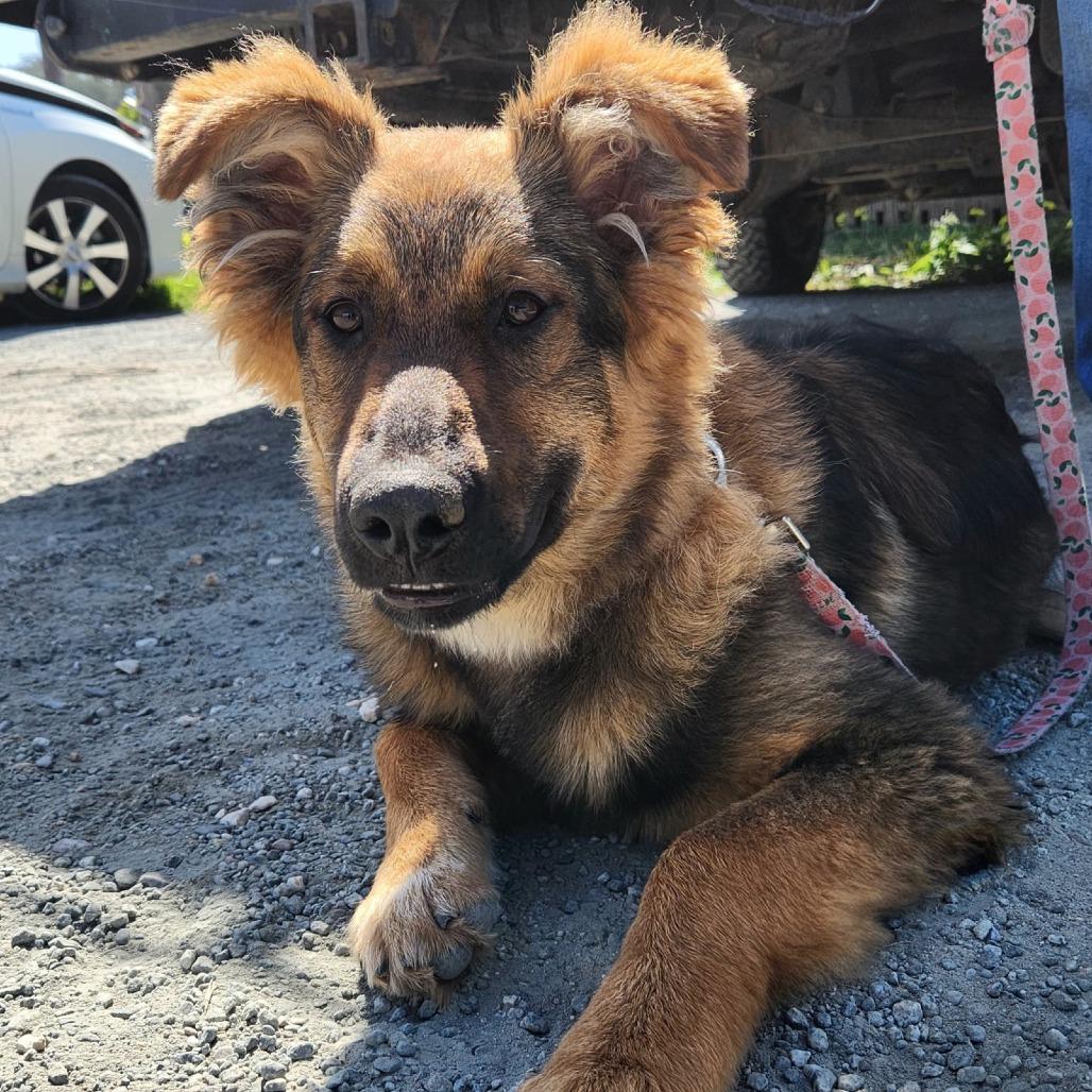 Hallie, a Adoptable Dutch Shepherd in Pacifica, CA image 4/5