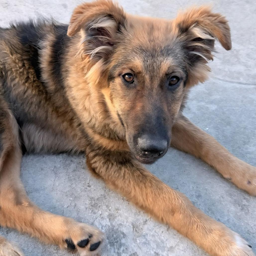 Hallie, a Adoptable Dutch Shepherd in Pacifica, CA image 5/5