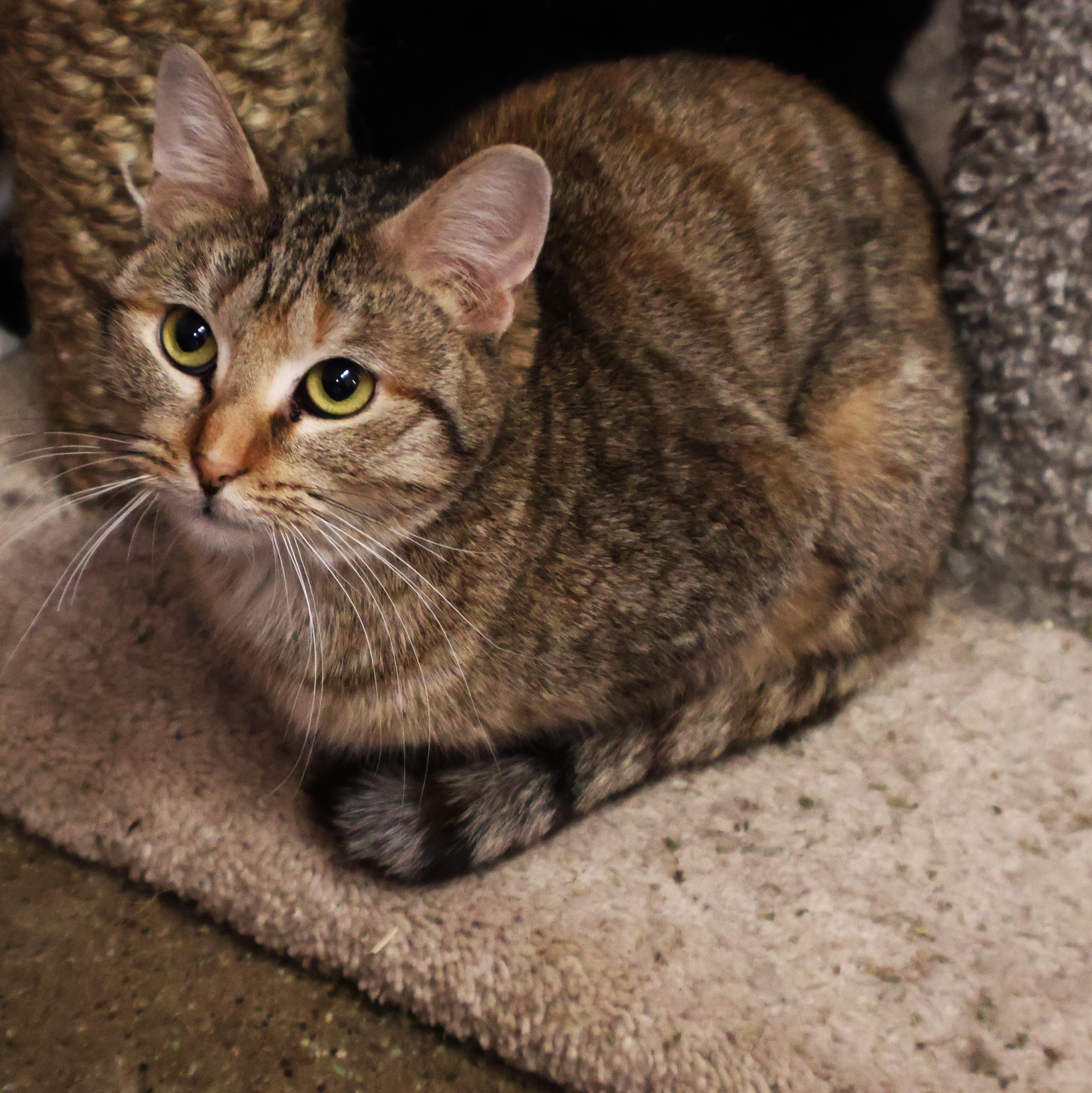 Teresa, Adoptable, Adult Female Domestic Short Hair.