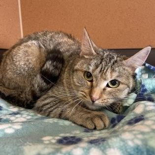 Teresa, a Adoptable Domestic Short Hair in Rochester, MN image 2/2