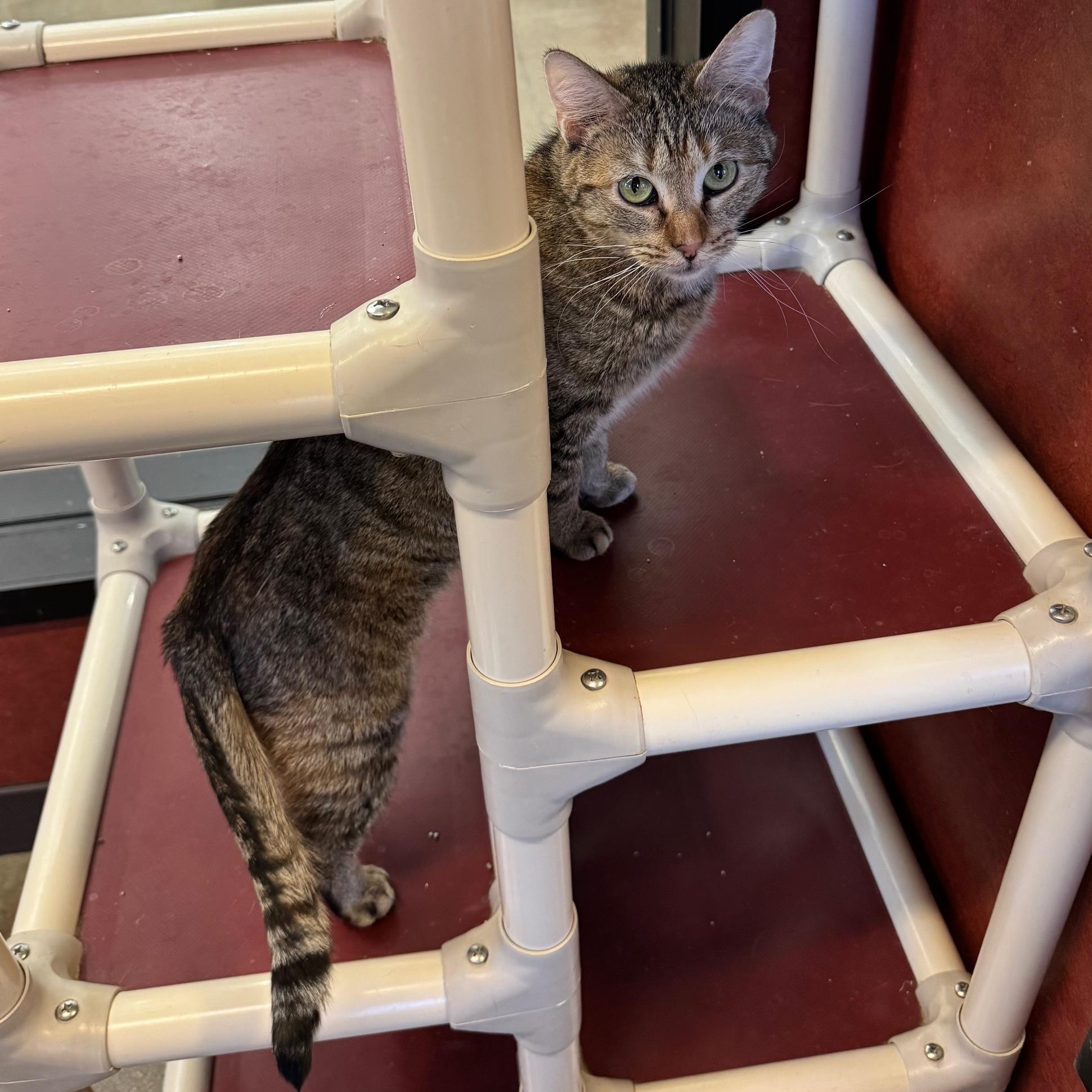 Enlarge Teresa, a Adoptable Domestic Short Hair in Rochester, MN image 3/3