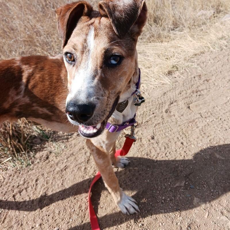 Milkshake, Adoptable, Adult Male Catahoula Leopard Dog & Mixed Breed.