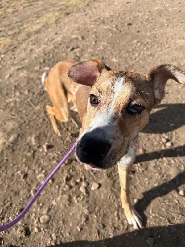 Enlarge Milkshake, a Adoptable mixed breed in Fort Collins, CO image 2/6