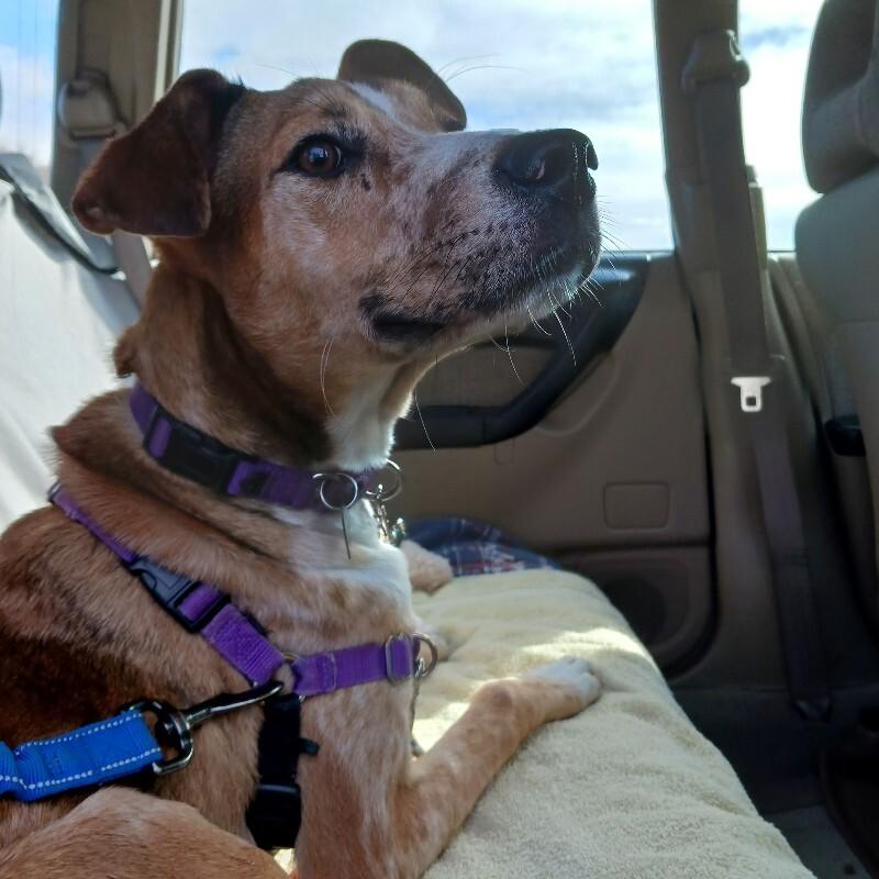 Enlarge Milkshake, a Adoptable mixed breed in Fort Collins, CO image 3/6