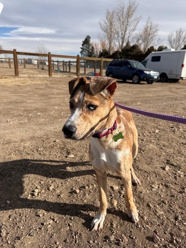 Enlarge Milkshake, a Adoptable mixed breed in Fort Collins, CO image 4/6