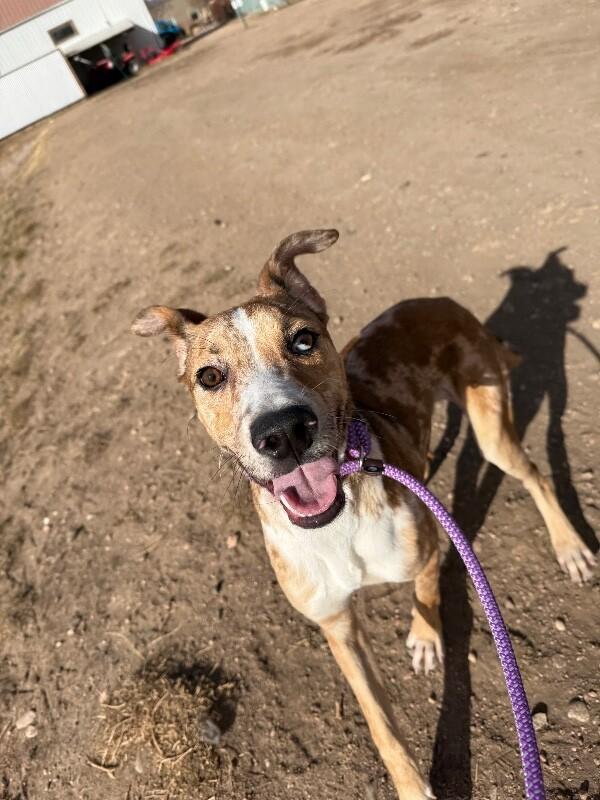 Enlarge Milkshake, a Adoptable mixed breed in Fort Collins, CO image 5/6