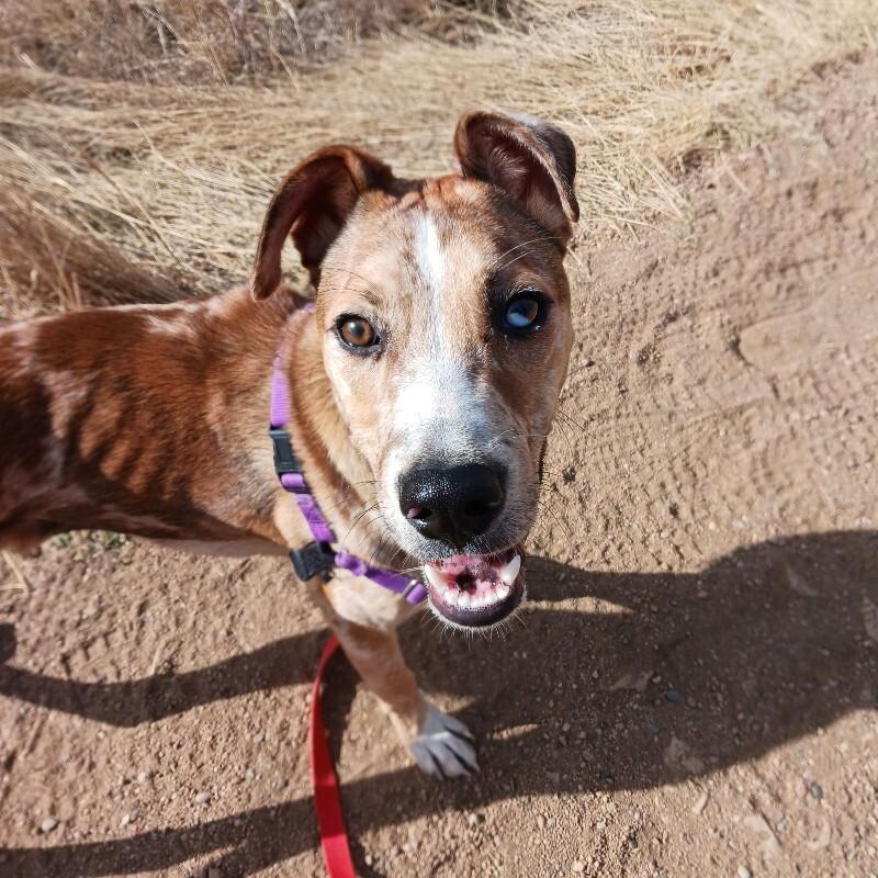 Enlarge Milkshake, a Adoptable mixed breed in Fort Collins, CO image 6/6