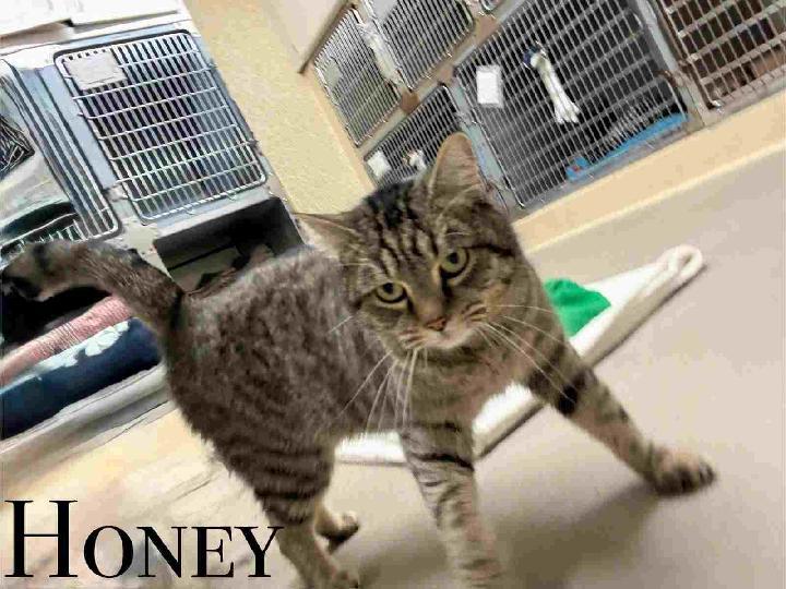 Honey, Adoptable, Adult Female Domestic Short Hair.