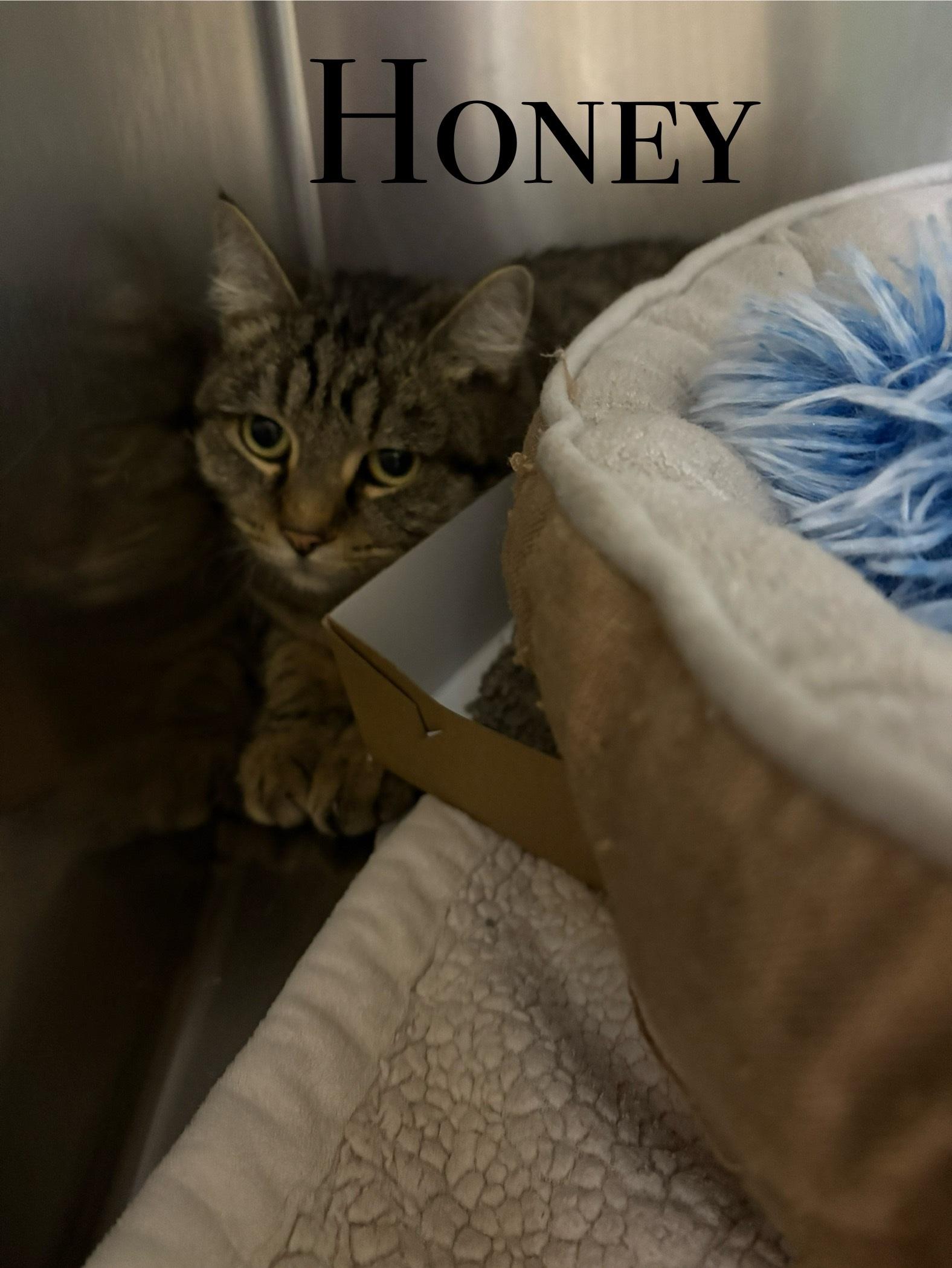 Honey, Adoptable, Adult Female Domestic Short Hair.
