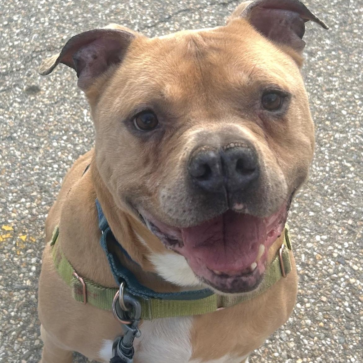 Kaizer, Adult Male Pit Bull Terrier