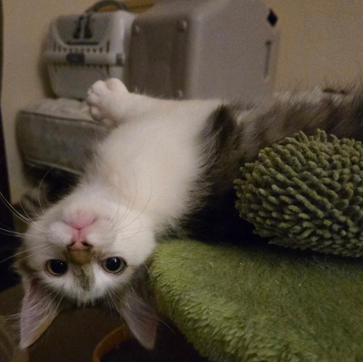 Enlarge Gideon, a ADOPTABLE Domestic Long Hair in jacksonville, FL image 4/4