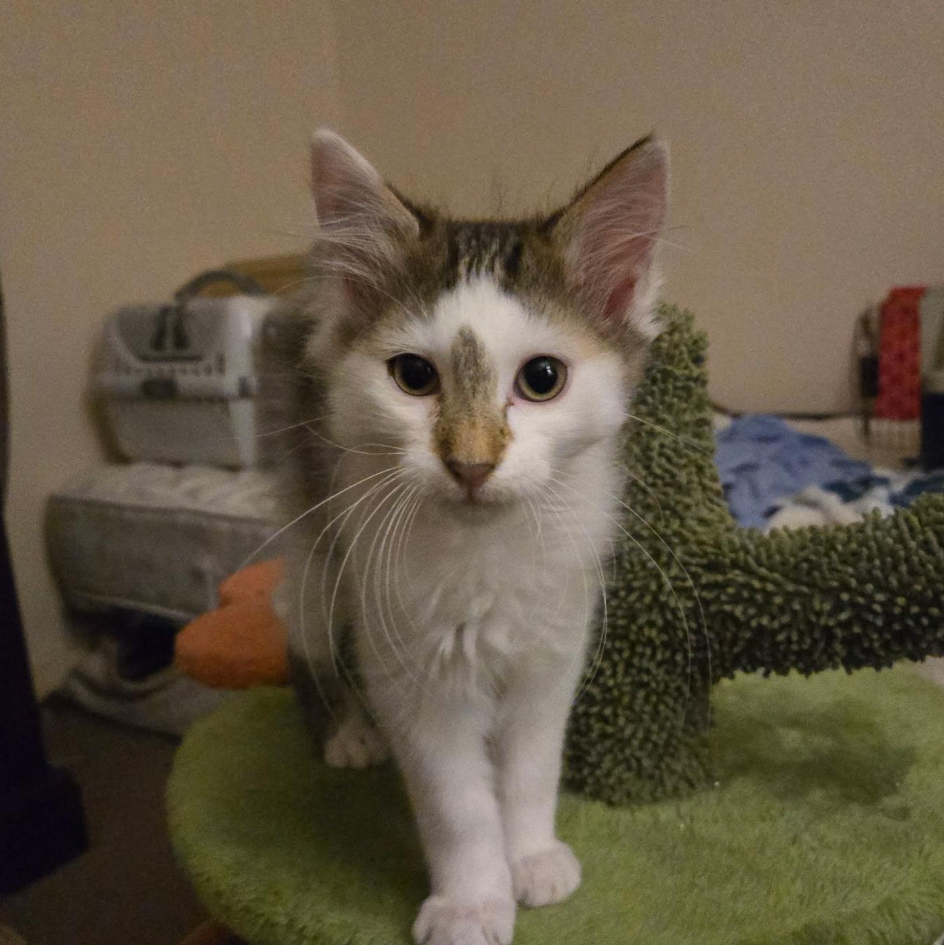 Enlarge Gideon, a ADOPTABLE Domestic Long Hair in jacksonville, FL image 1/4