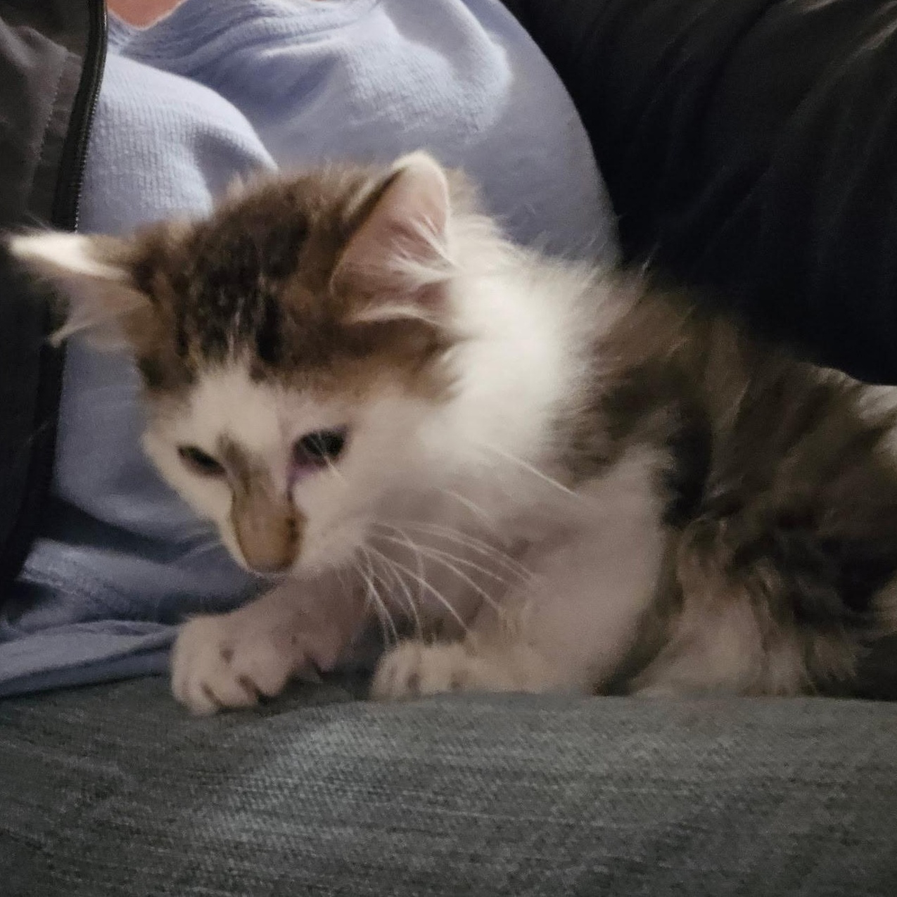 Enlarge Gideon, a ADOPTABLE Domestic Long Hair in jacksonville, FL image 3/4