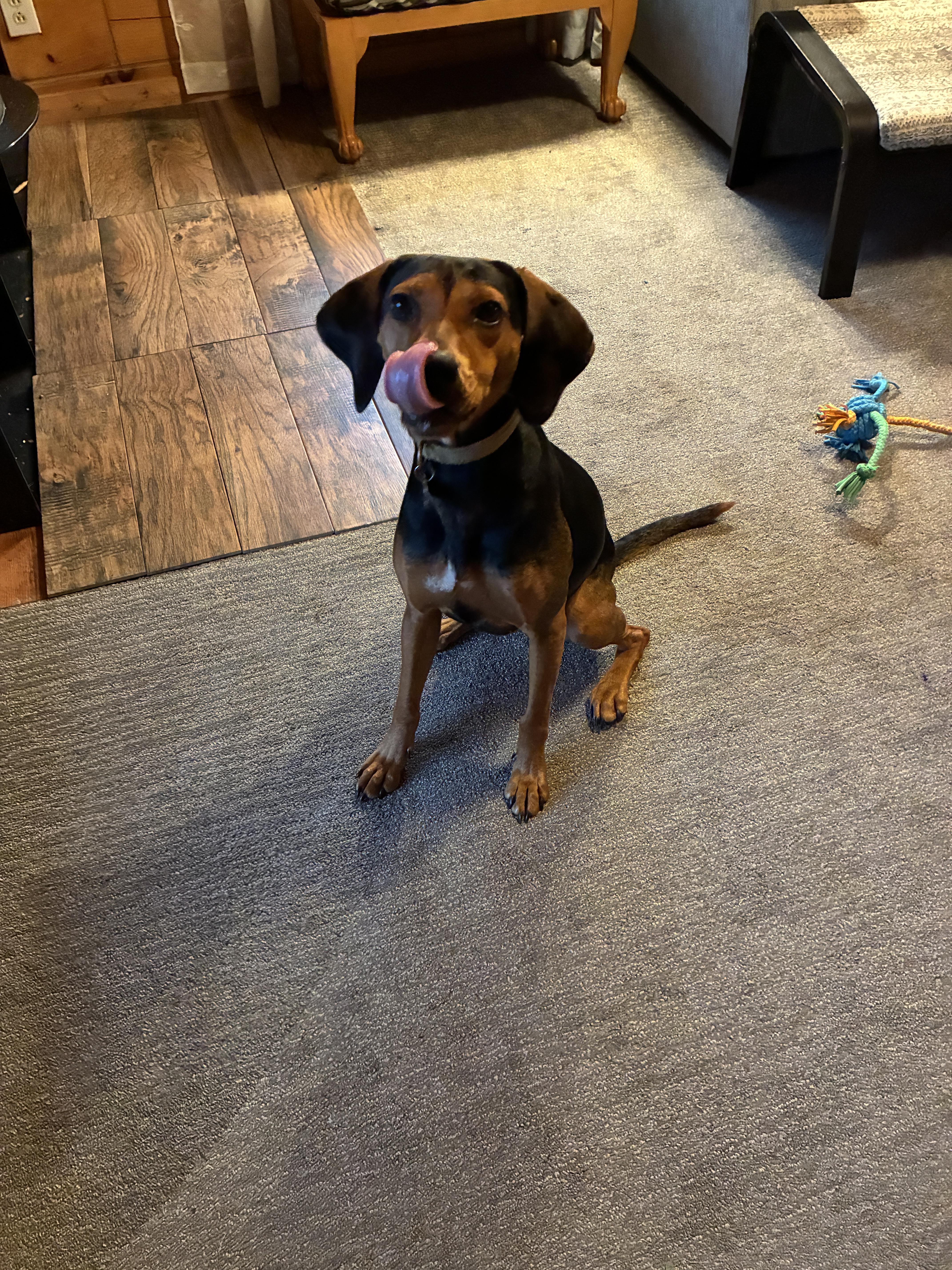Enlarge Kenya -- Community Post, a Adoptable mixed breed in Floyd, VA image 5/6