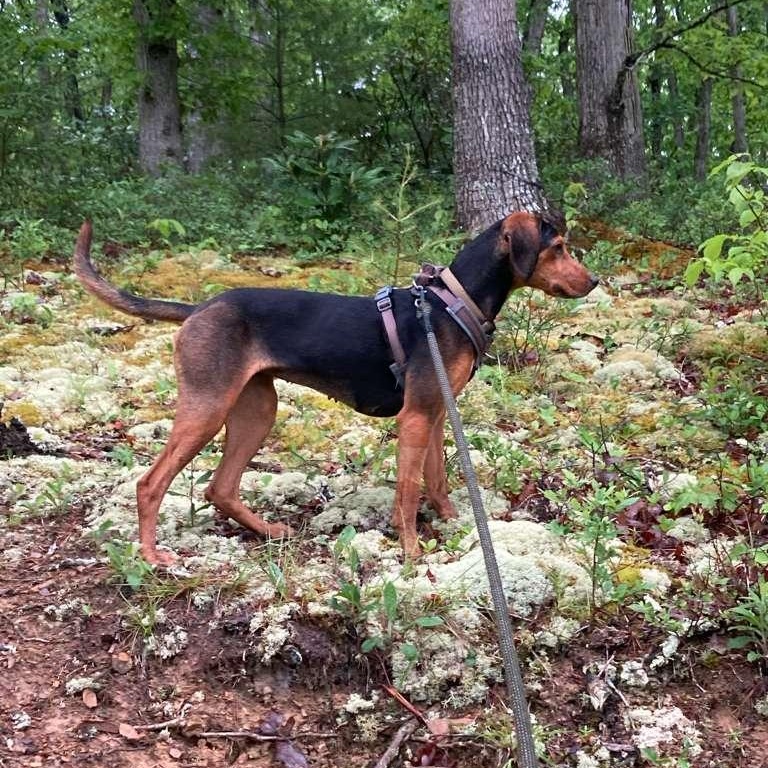 Kenya -- Community Post, a ADOPTABLE mixed breed in Floyd, VA image 2/6