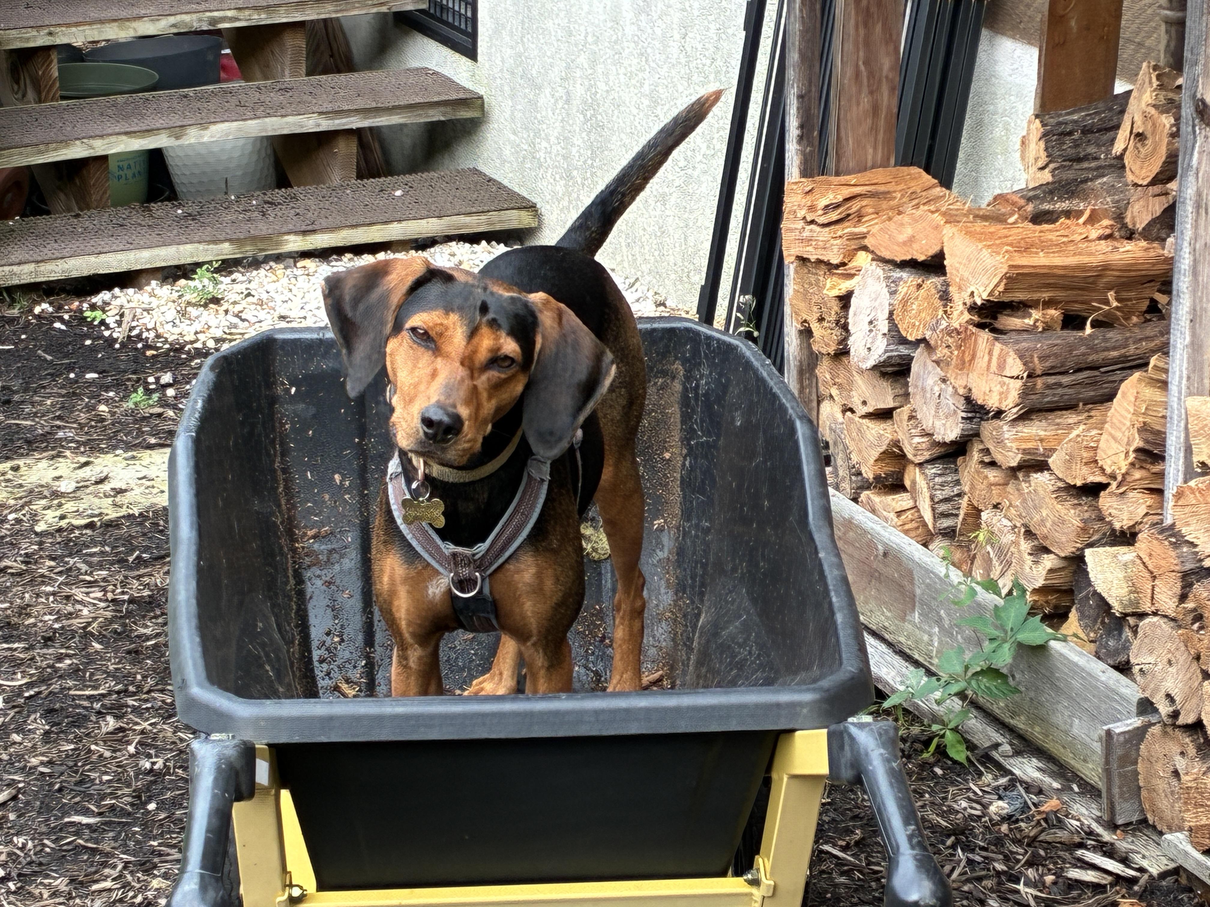 Enlarge Kenya -- Community Post, a Adoptable mixed breed in Floyd, VA image 1/6