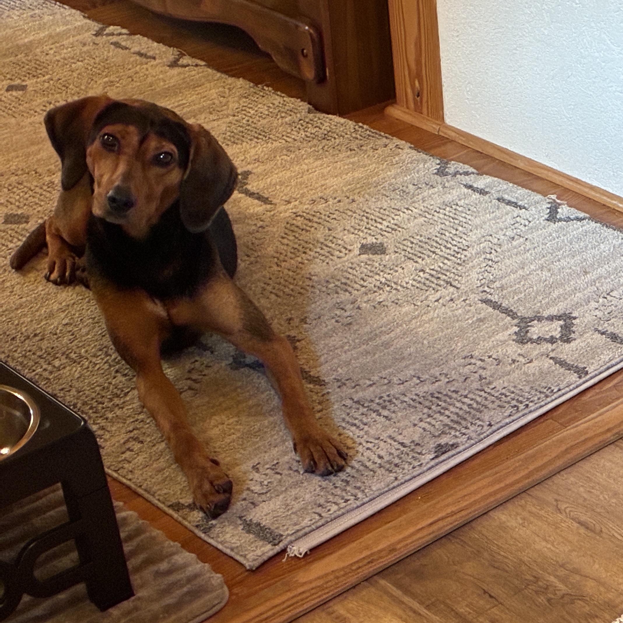 Kenya -- Community Post, a ADOPTABLE mixed breed in Floyd, VA image 4/6