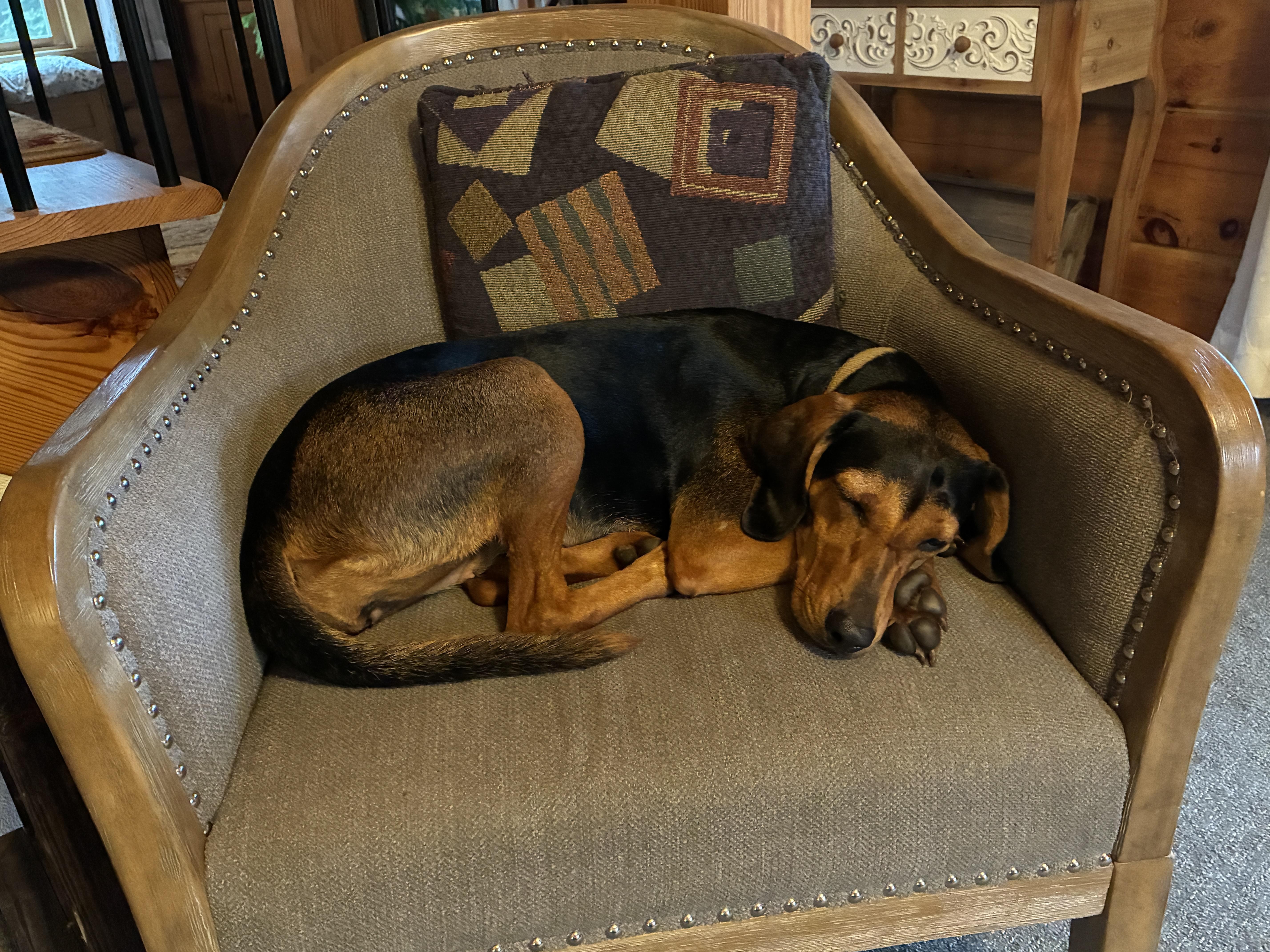 Enlarge Kenya -- Community Post, a Adoptable mixed breed in Floyd, VA image 6/6