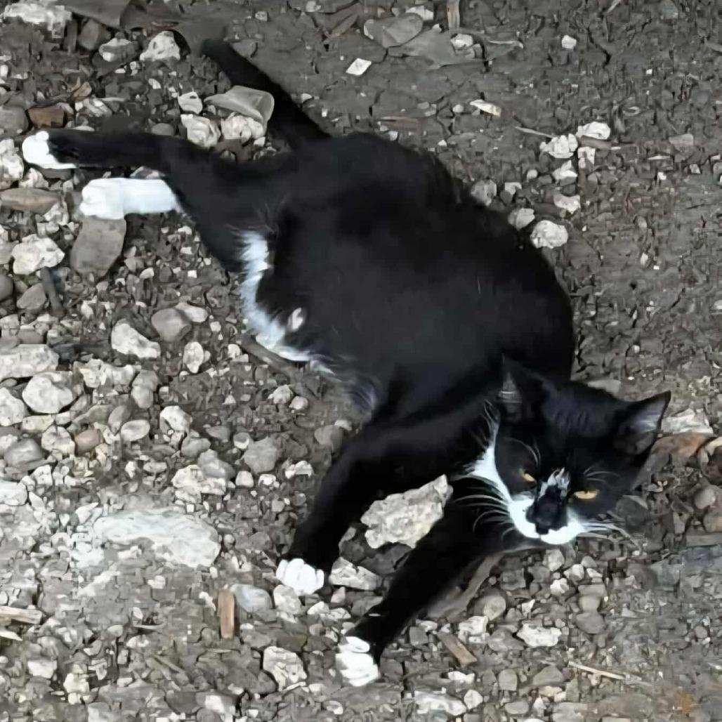 Enlarge Annie, a Adoptable Domestic Short Hair in Jacksonville, OR image 1/2