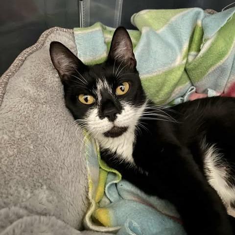 Enlarge Annie, a Adoptable Domestic Short Hair in Jacksonville, OR image 2/2