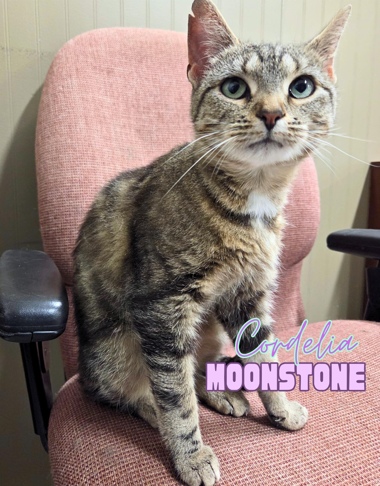 Cordelia Moonstone, a Adoptable Domestic Short Hair in Nevada, IA image 1/2