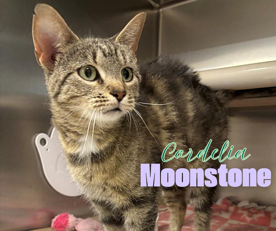Cordelia Moonstone, Adoptable, Young Female Domestic Short Hair.