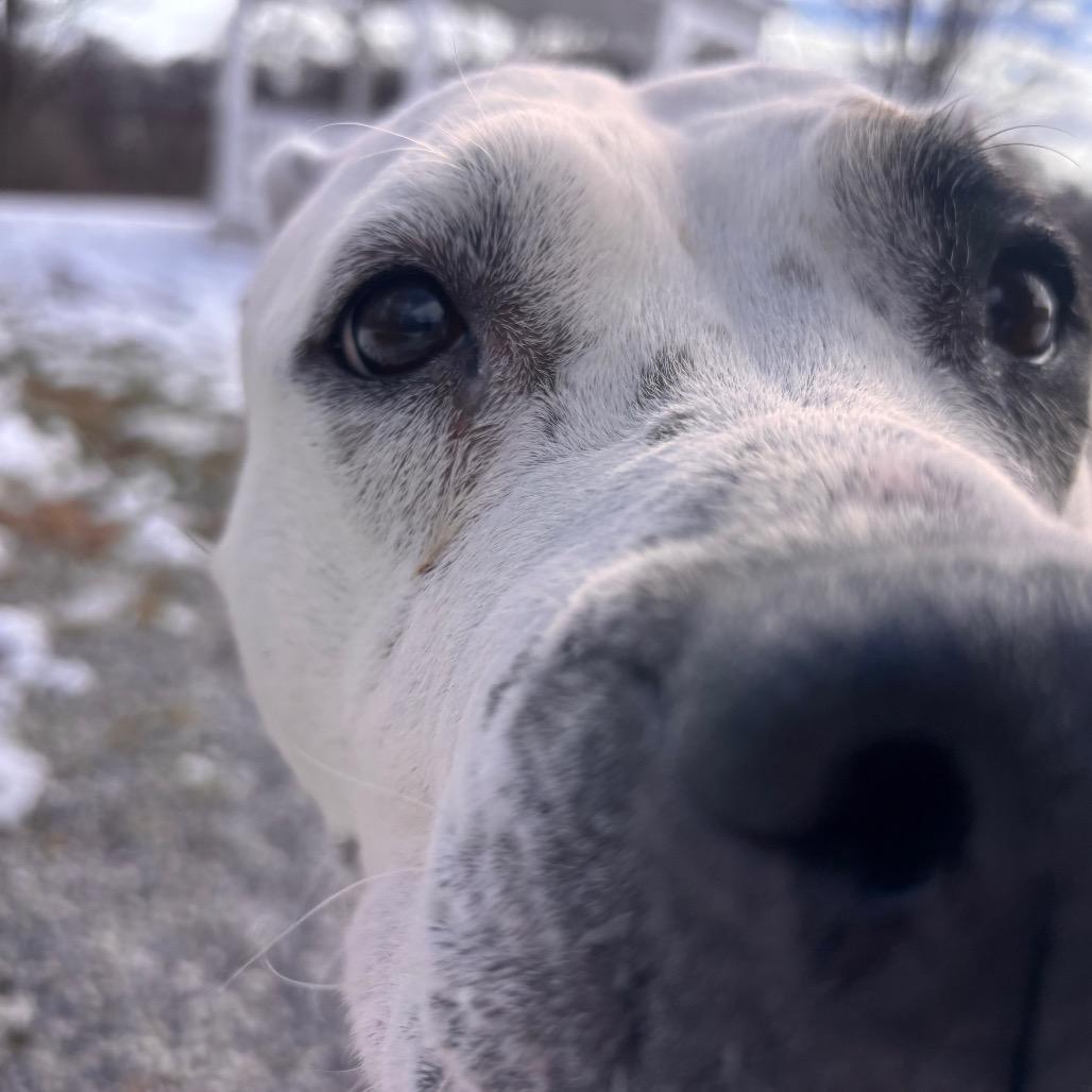 Harley, Adoptable, Senior Female Pit Bull Terrier.