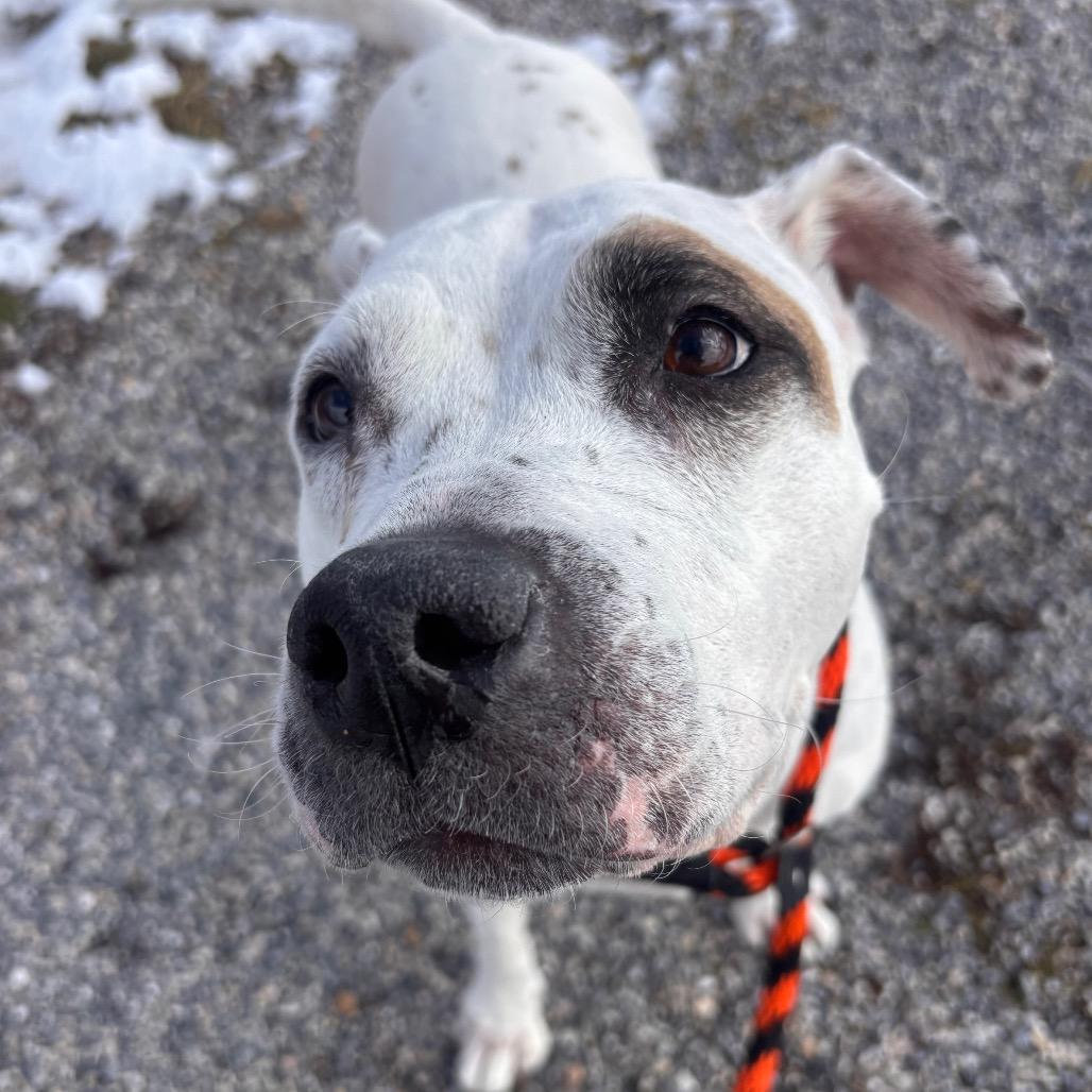 Enlarge Harley, a Adoptable Pit Bull Terrier in York, PA image 2/6