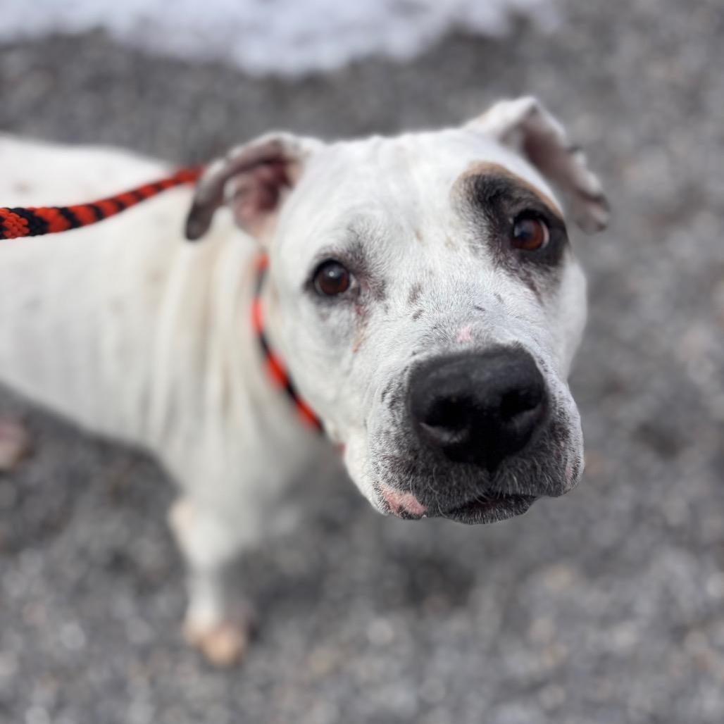Enlarge Harley, a Adoptable Pit Bull Terrier in York, PA image 3/6