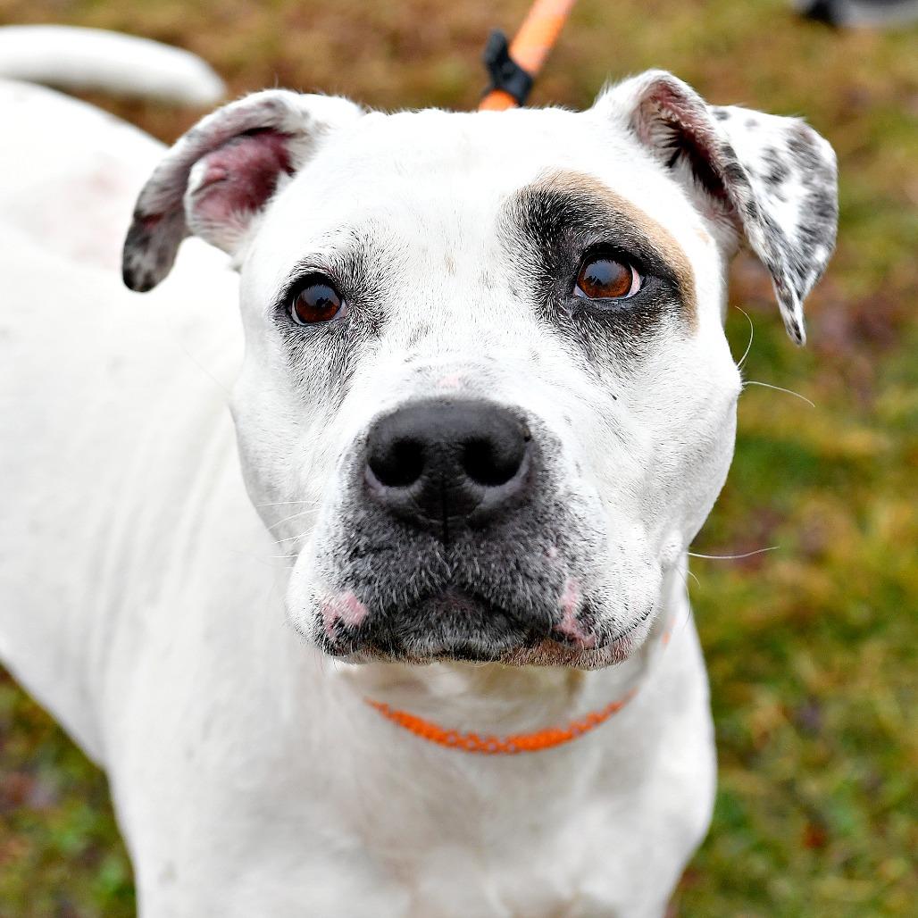 Enlarge Harley, a Adoptable Pit Bull Terrier in York, PA image 4/6