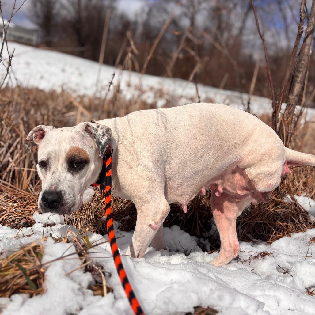 Enlarge Harley, a Adoptable Pit Bull Terrier in York, PA image 5/6