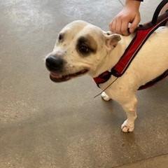 Enlarge Harley, a Adoptable Pit Bull Terrier in York, PA image 6/6