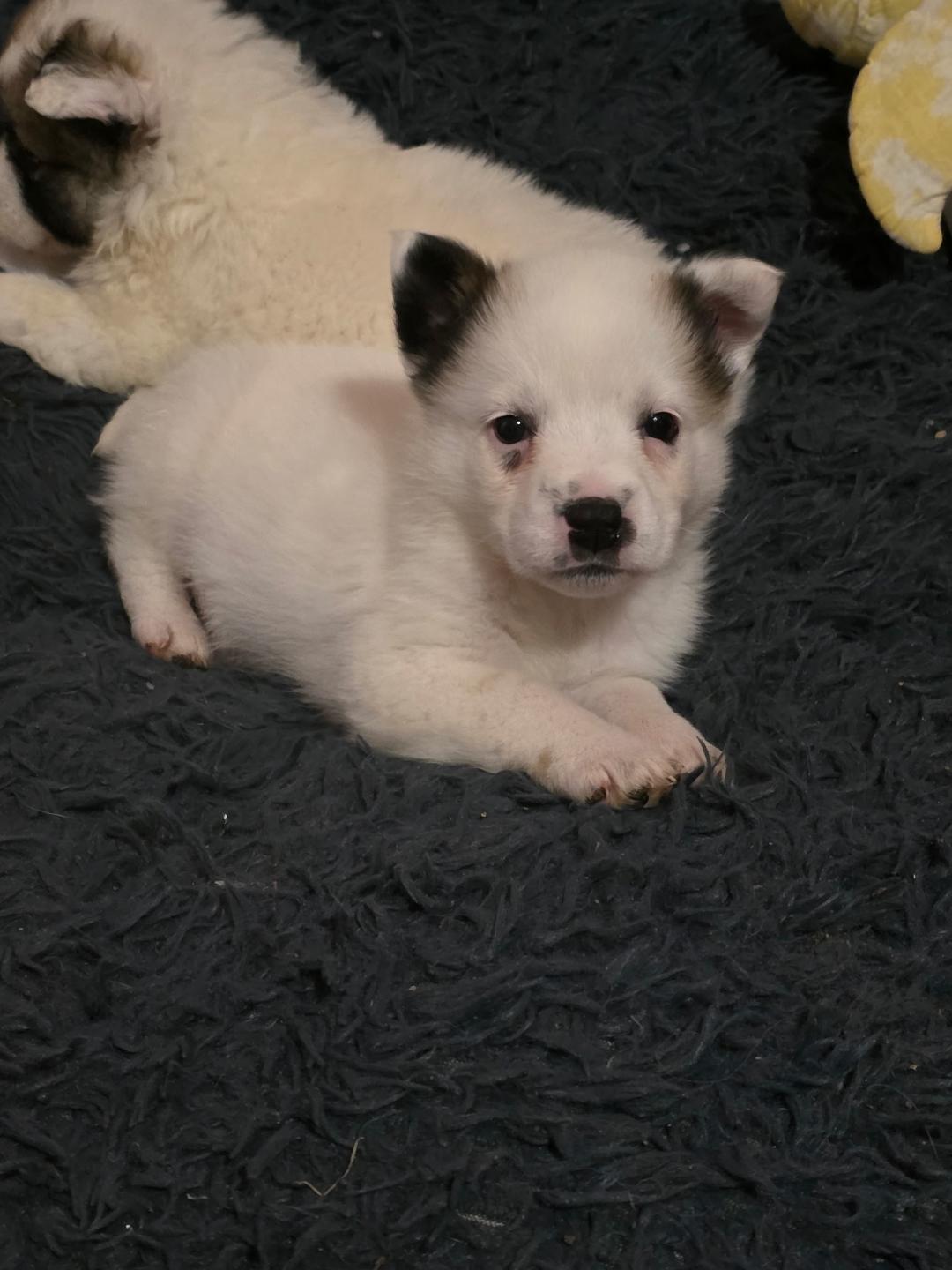 Enlarge Tassie w/ VIDEO, a Adoptable mixed breed in Lexington, NC image 2/3