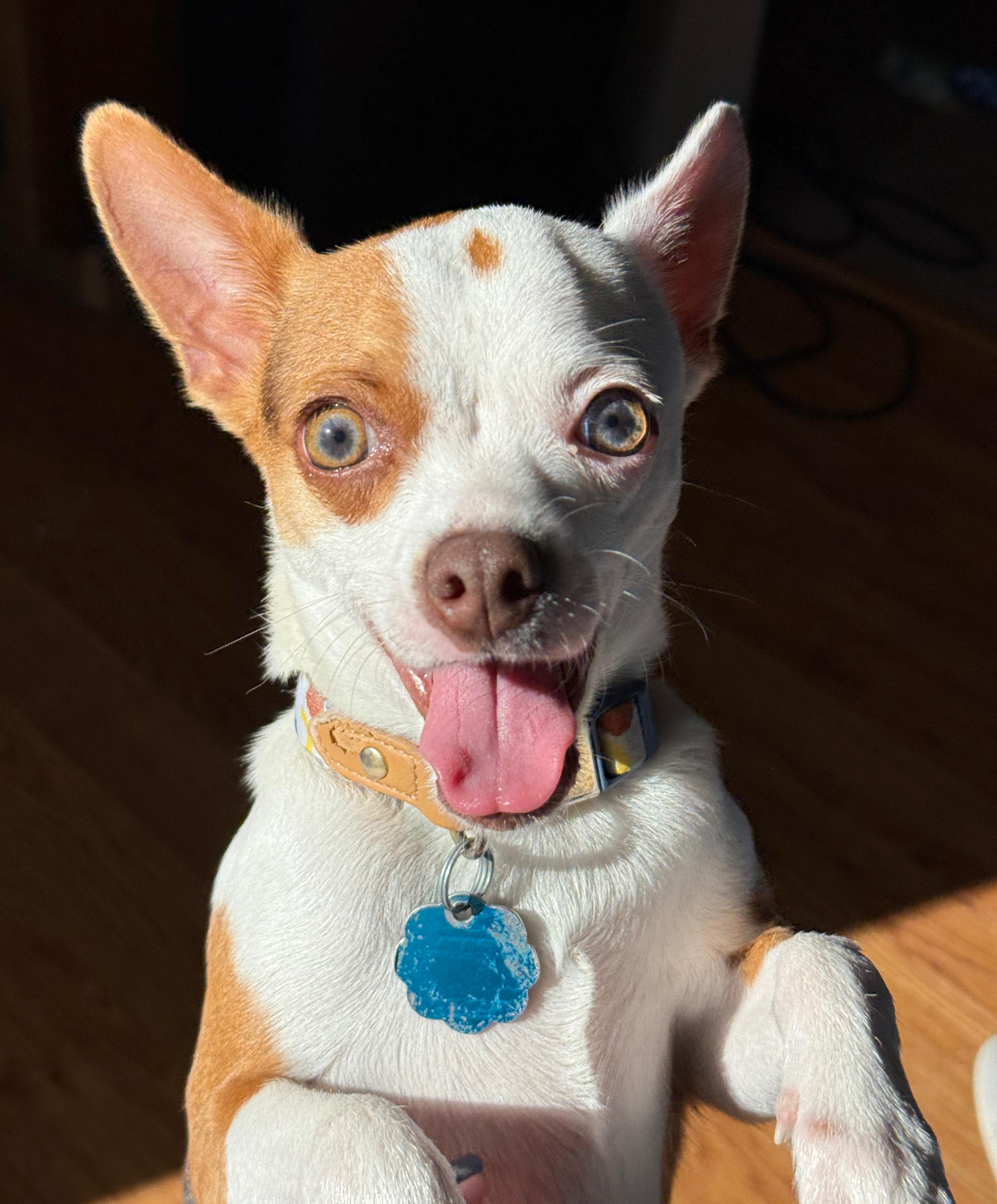 Enlarge Mike, a ADOPTABLE Chihuahua in Great Bend, KS image 2/4