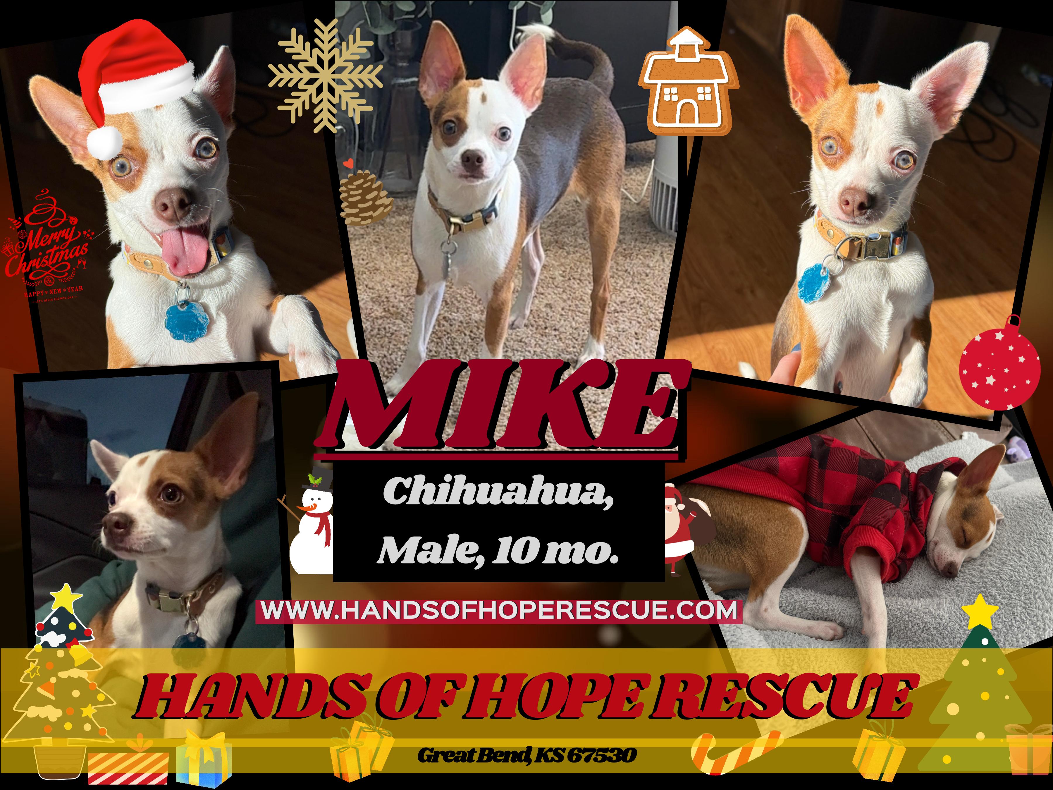 Enlarge Mike, a ADOPTABLE Chihuahua in Great Bend, KS image 1/4