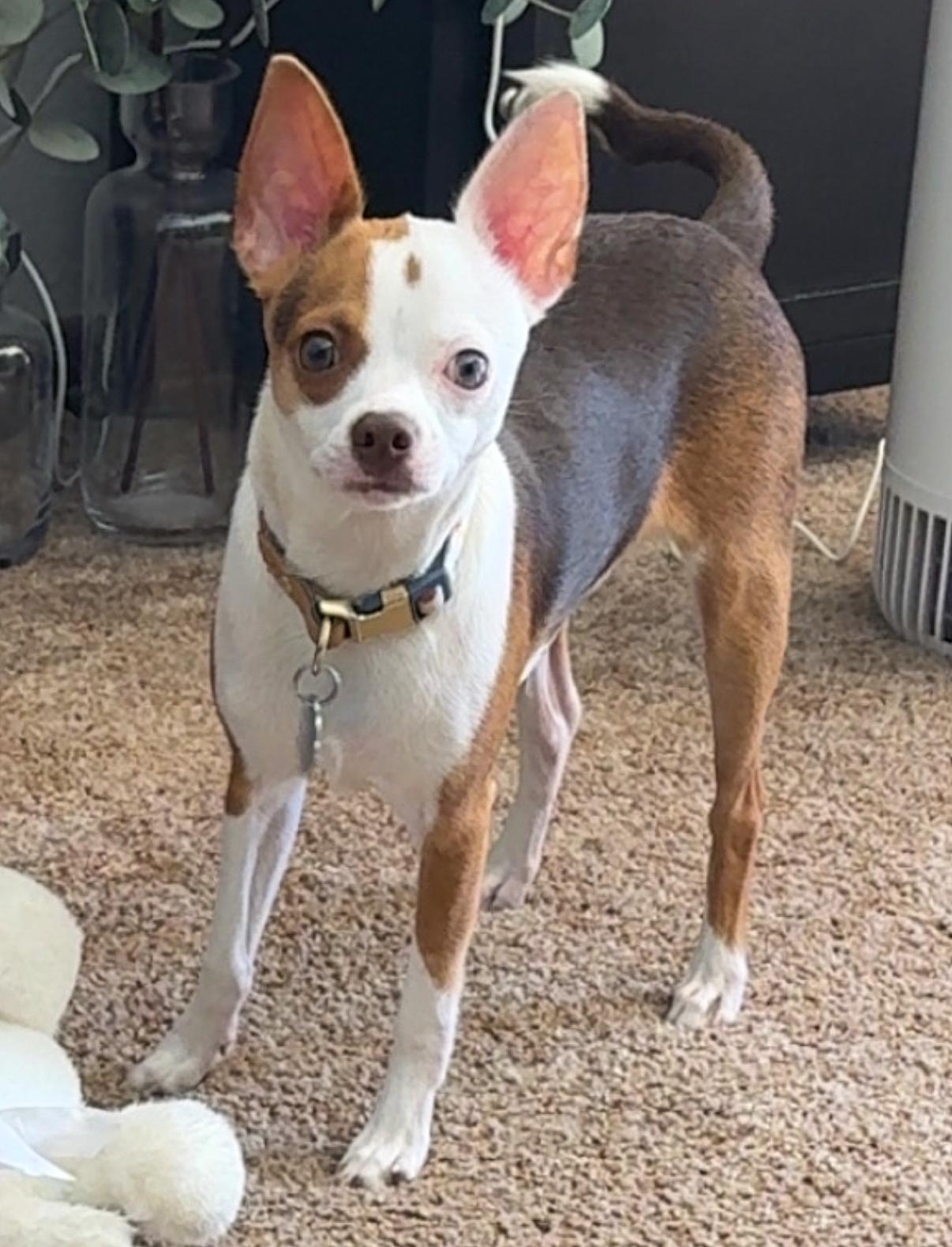 Enlarge Mike, a ADOPTABLE Chihuahua in Great Bend, KS image 4/4