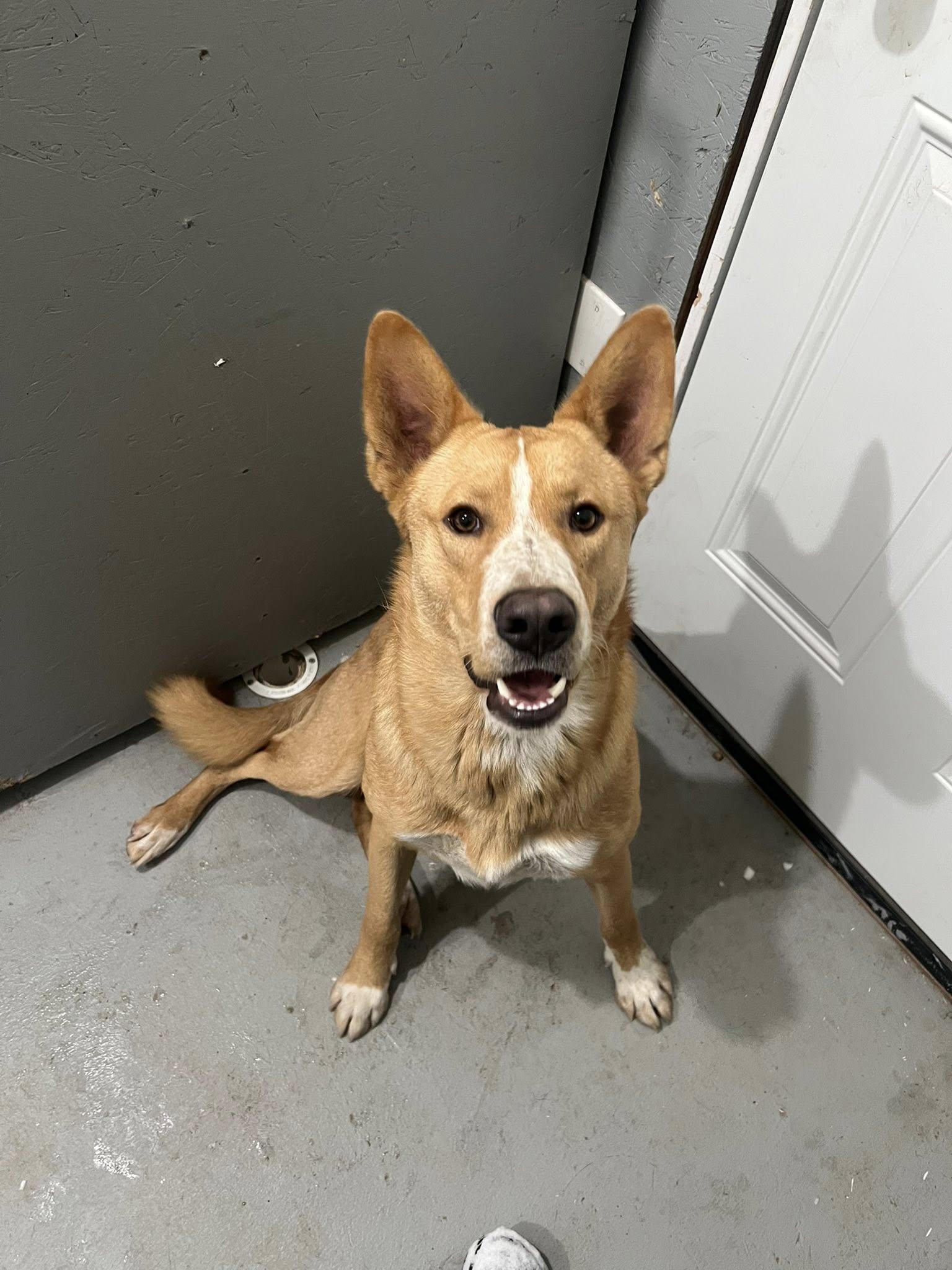 Cooper - BEST DOG EVER!, Adopted, Adult Male Mixed Breed.