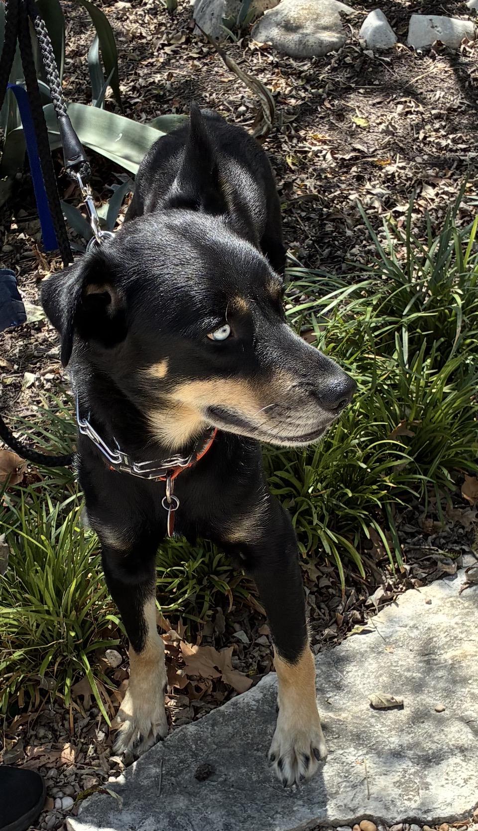 Enlarge Lucky, a ADOPTABLE mixed breed in canyon lake, TX image 3/4