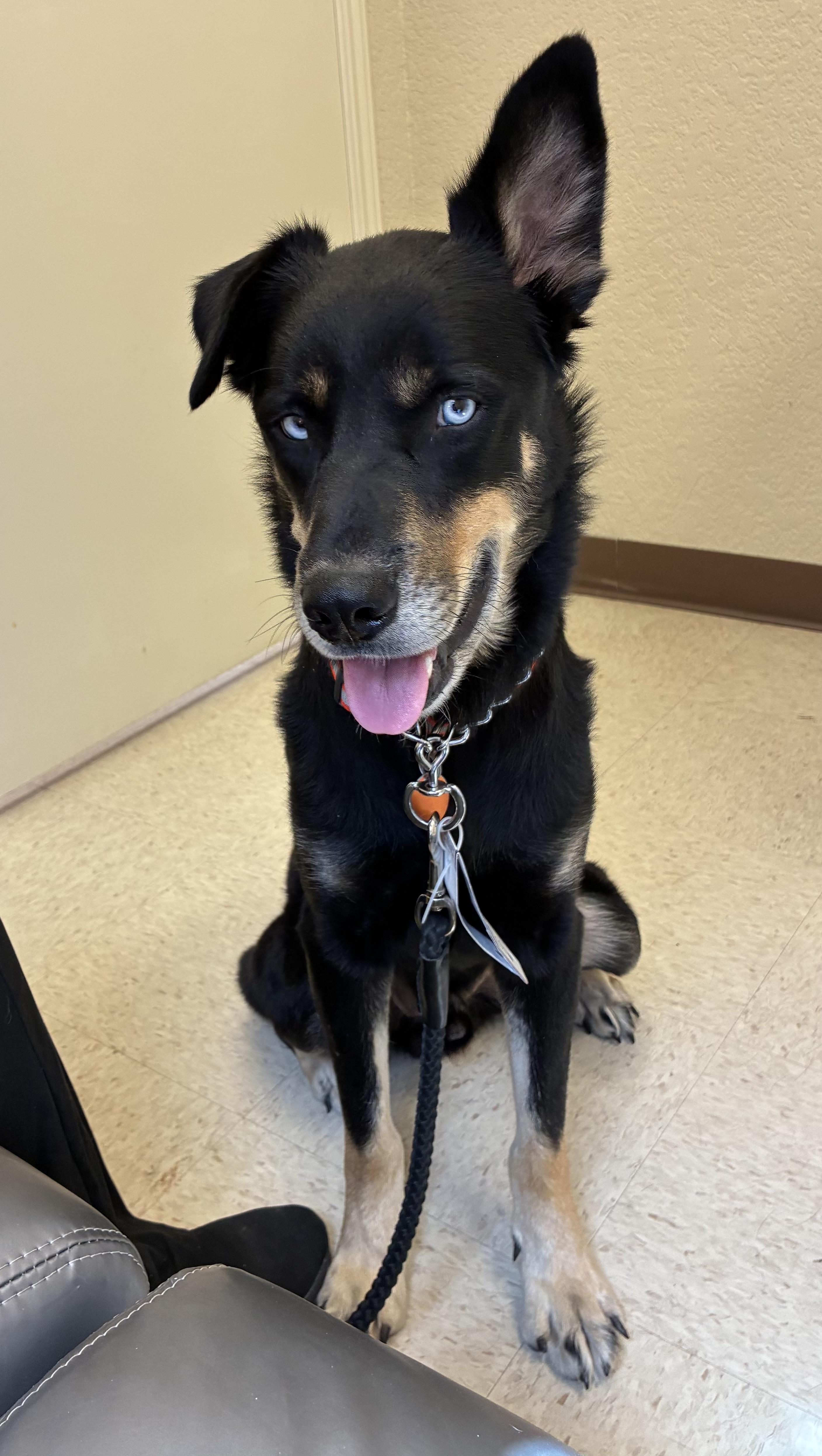 Enlarge Lucky, a ADOPTABLE mixed breed in canyon lake, TX image 4/4