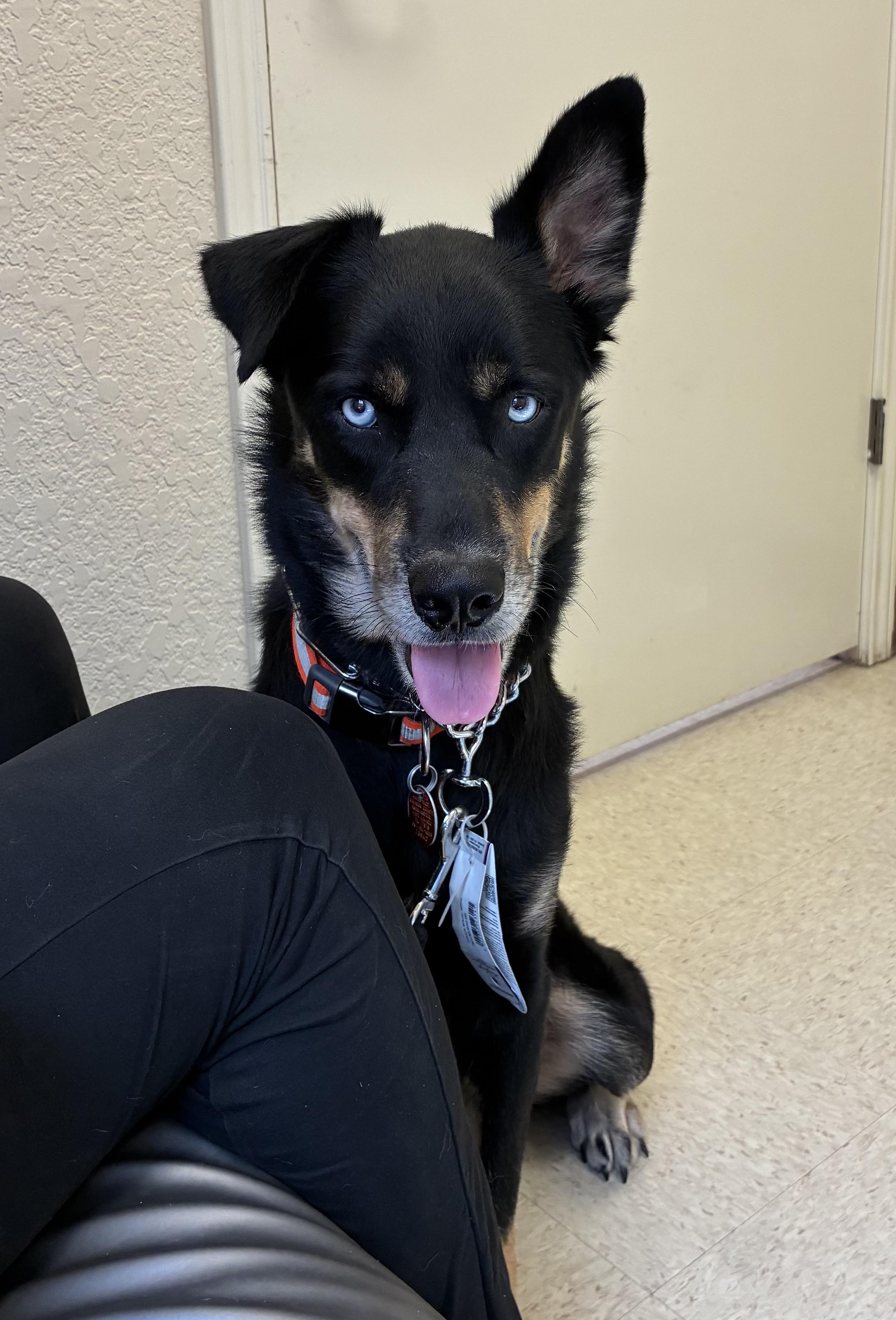 Lucky, ADOPTABLE, Adult Male Australian Kelpie & Australian Cattle Dog / Blue Heeler.
