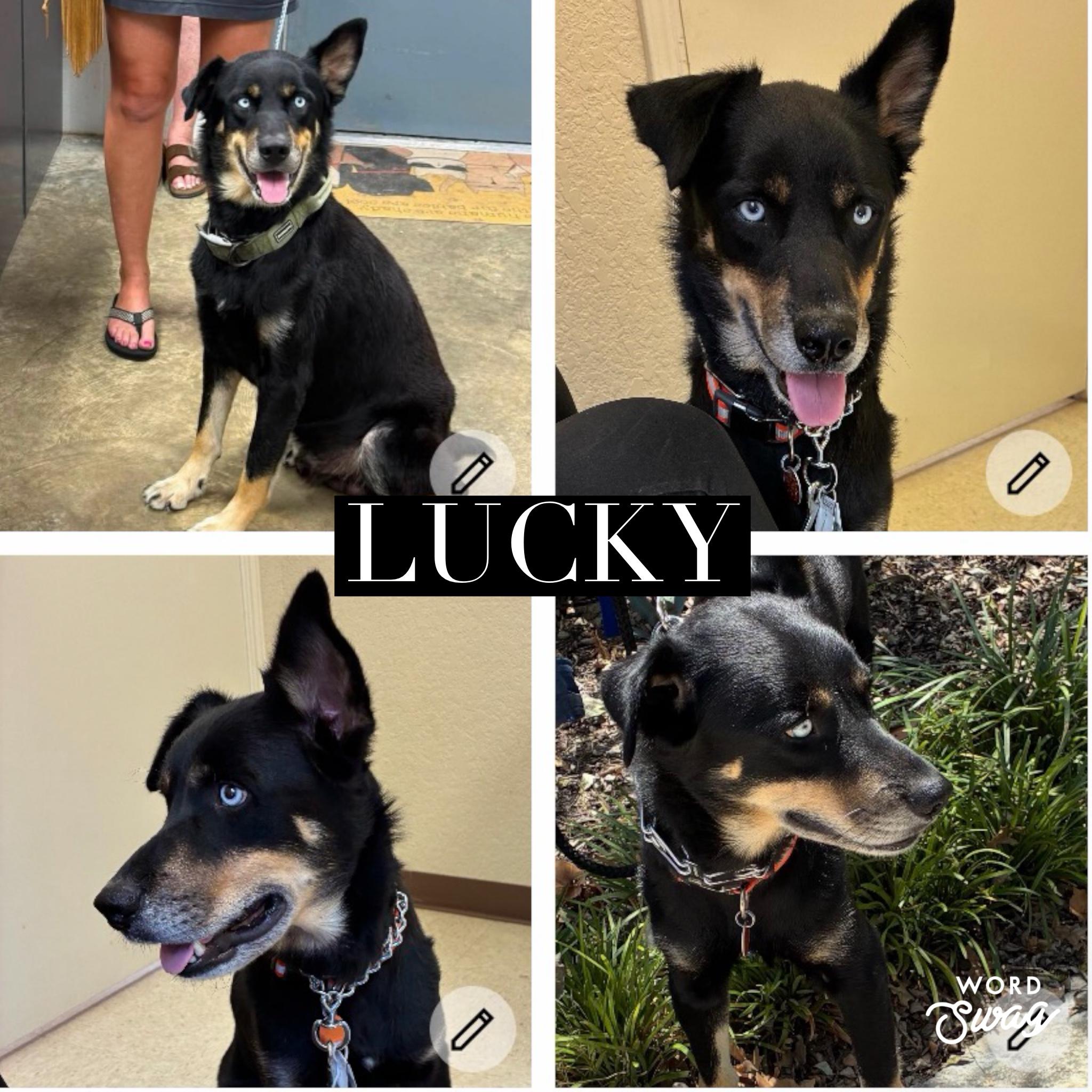 Enlarge Lucky, a ADOPTABLE mixed breed in canyon lake, TX image 2/4