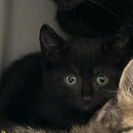 Bowtie, Adoptable, Kitten Female Domestic Short Hair.